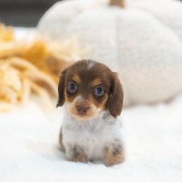 Blossom - Piebald female Dachshund puppy in Fort Myers, Florida from Blossom Paws