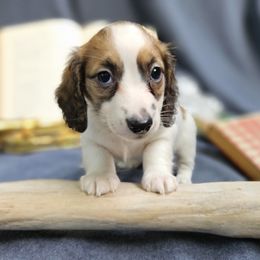 Mouse - Cream male Dachshund puppy in Pocasset, Massachusetts from Dachs of the Bay