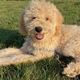 Aussiedoodles from Pawsome K-Town Breeders