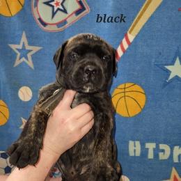 Black - Red brindle male Bullmastiff puppy in Wakarusa, Indiana from Watchman Kennels