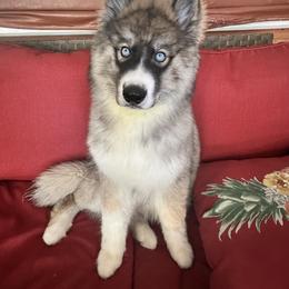 Siberian Husky Puppies from TRUHUSKY SIBERIANS