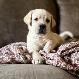 Ruby - Yellow female Labrador Retriever puppy in Sweet Home, Oregon from Knotty Creek Labradors