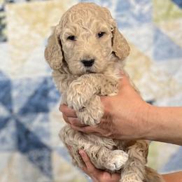 Birch - Cream male Goldendoodle puppy in Kansas City, Missouri from Beary GoldenDoodles