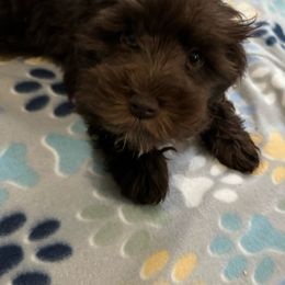 Pup #3 - Liver Miniature Schnauzer puppy in Columbia, South Carolina from DM Schnoodles and schnauzers