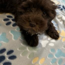 Pup #3 - Liver Miniature Schnauzer puppy in Columbia, South Carolina from DM Schnoodles and schnauzers