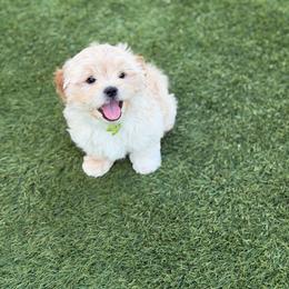 Boo - Apricot male Maltipoo puppy in Mesa, Arizona from Marci's Maltipoos