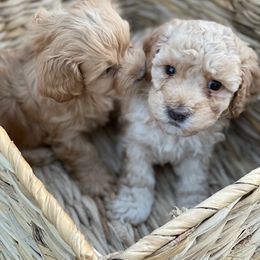 Maltipoo Puppies from Piper N Penny