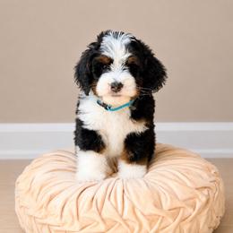 McIntosh - Tri-color male Bernedoodle puppy in Atwood, Oklahoma from Luxe Doodle Haven