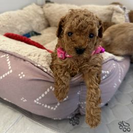 Poodle Puppies from Bruno & Co. Puppies
