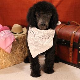 Bagel - Silver male Poodle puppy in Peyton, Co, Usa, Colorado from Peyton Poodles