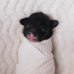 Uno (Blue Collar) - Black male Poodle puppy in Las Vegas, Nevada from Plush Toy Poodle Puppies & Pals