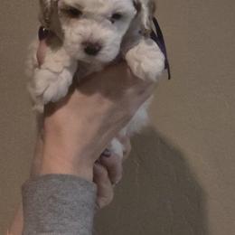 Eclipse - Parti female Goldendoodle puppy in Layton, Utah from Lauralyn's Goldendoodles