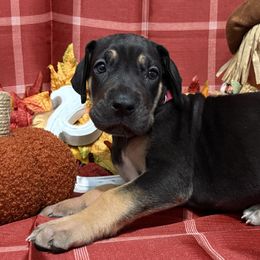 Endora - Black female Great Dane puppy in Altoona, Alabama from Sovereignty Woods Great Danes