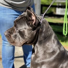 Grim - Cane Corso