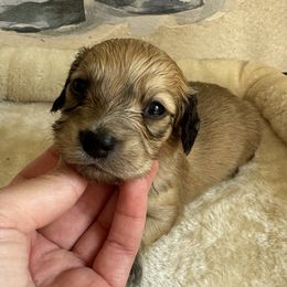 Dachshund Puppies from Crème of the crop Dachsunds