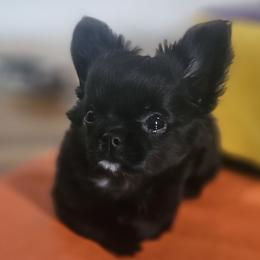 AKC Brave Boss - Black male Chihuahua puppy in Brooklyn, New York from Nadezhda's Chihuahuas