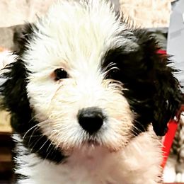 Spilt-face girl - Bearded Collie puppy in Lansdowne, Pennsylvania from Beloved Bearded & Border Collies