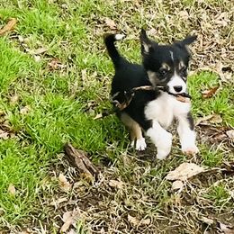 Border Collie Puppies from Patricia Goodwin