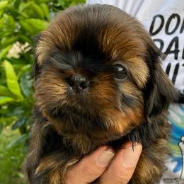 Zion - Sable male Shih Tzu puppy in Chico, California from North State Shih tzus