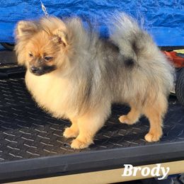 Pomeranians from Pom