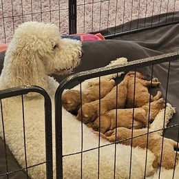 Goldendoodles from SETX Doodle Den LLC