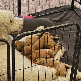 Goldendoodles from SETX Doodle Den LLC