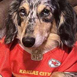 Dachshunds from Dynamite Dachshunds