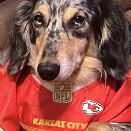 Dachshunds from Dynamite Dachshunds