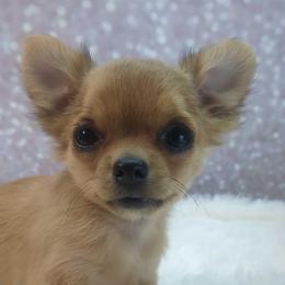 Moe - Fawn and white male Chihuahua puppy in Topeka, Kansas from Barbie's Baby Chihuahuas