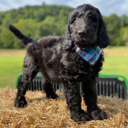 Bernedoodles, Goldendoodles, and Poodles from Elevated Standards NC