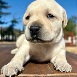 Boy 1 - Yellow male Labrador Retriever puppy in Santa Rosa, California from Legendary Labs of California