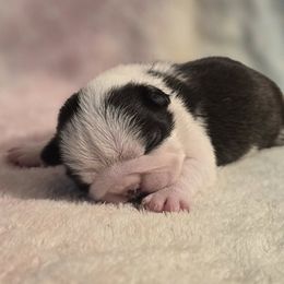 Boston Terriers from 8 Bar M Ranch LLC.