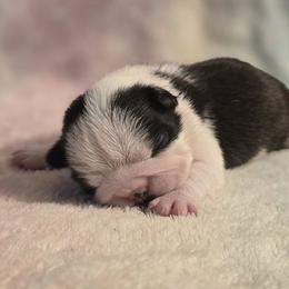 Boston Terriers from 8 Bar M Ranch LLC.