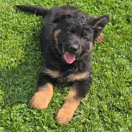 Miss Purple - Black and red female German Shepherd puppy in Sumner, Iowa from Vom Wilke Kennels