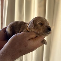 Uncle Si - Red  male Goldendoodle puppy in China Grove, North Carolina from Lasting Legacy Family Dogs
