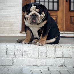 Willow - Bulldog