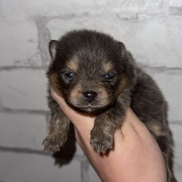 Bluey - Blue and tan female Pomeranian puppy in Perry County, Ohio from Speechless Pom’s