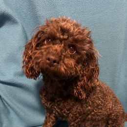 Mocah - Poodle