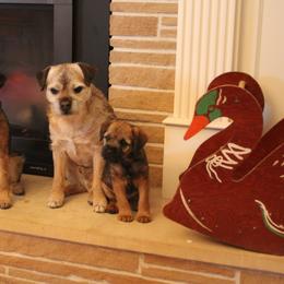 Border Terriers from Gusto Border Terriers, LLC