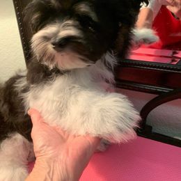 Havanese Puppies from Coraz’on Havanese