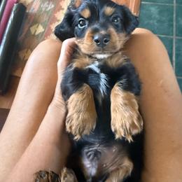 Stetson - Black and tan male Dachshund puppy in Fort Worth, Texas from Louis' Litters