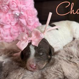 Chanel - Parti female Poodle puppy in Independence, Kansas from Malone Standard Poodles