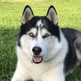 Koda - Siberian Husky