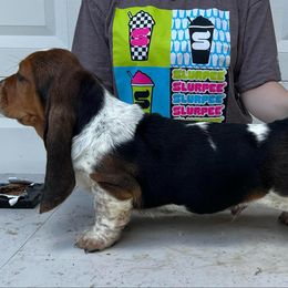 Basset Hound Puppies from Blue Coast Bassets