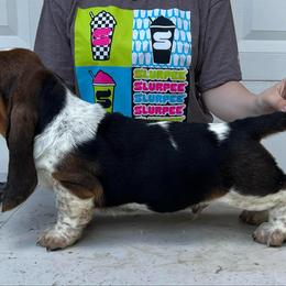Basset Hound Puppies from Blue Coast Bassets