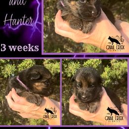 Girl 4 - Black and red German Shepherd puppy in Hico, Texas from Quail Creek Kennels GSD
