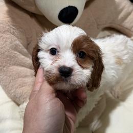 MA - Black gold and white female Shih Tzu puppy in Bourne, Massachusetts from Shih Tzu Pups