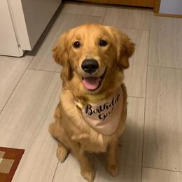 Rose - Golden Retriever