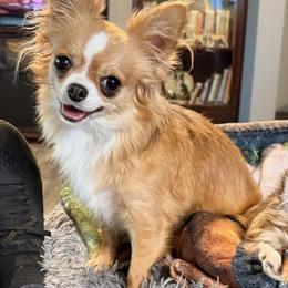 Maddie - Chihuahua