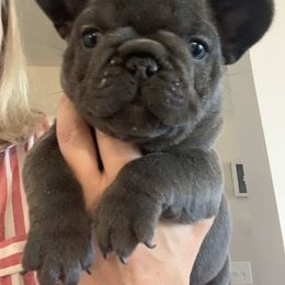 French Bulldog Puppies from Flat Face French Bulldogs